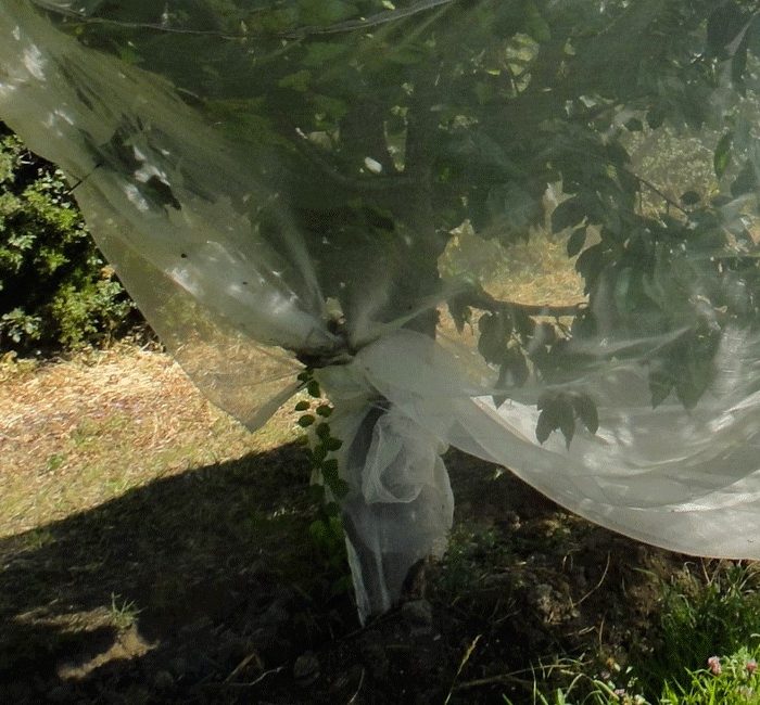 Filet anti-insecte Alt'Droso - Nappe