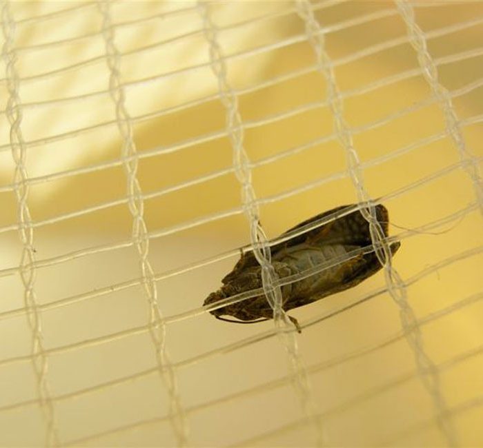 Filet anti-insecte Alt'Carpo - Nappe