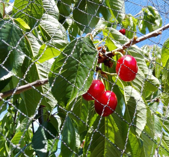 Filet Anti-Oiseaux - Maille 25mm - Nappe standard