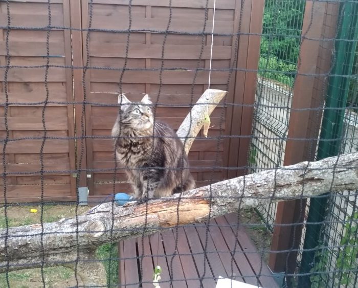 Filet de protection pour chats petites mailles