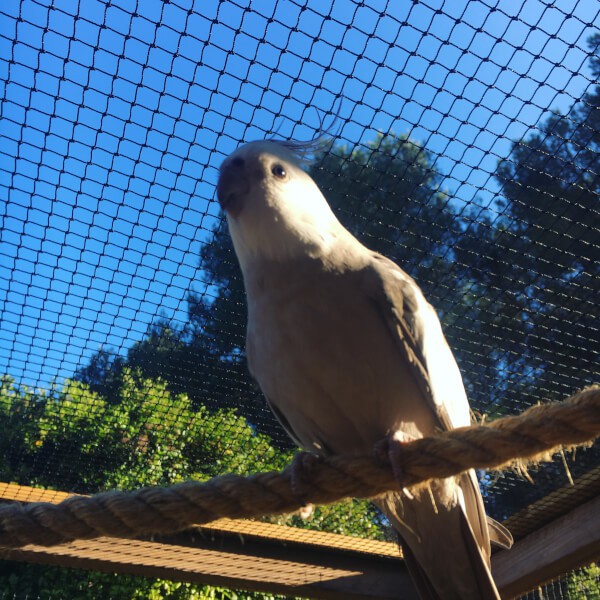 Filet de volière - Mailles 20 x 20 mm